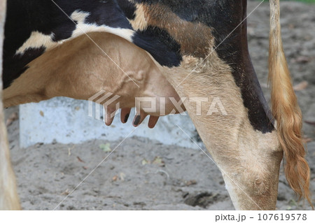 乳牛の乳房　おっぱい　酪農 107619578