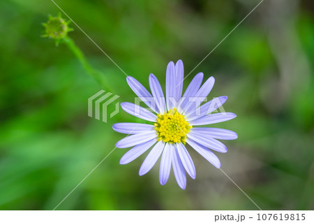 淡い紫の花 107619815