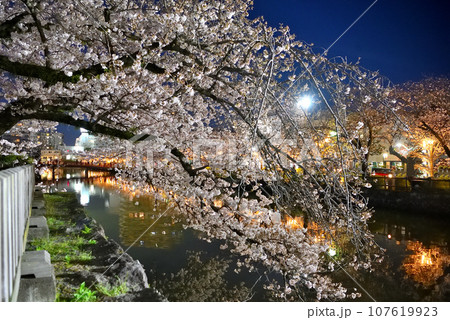 関東地方・小田原城・夜桜・馬屋曲輪の満開のしだれ桜と、光に彩られたお堀・神奈川県小田原市(1) 107619923