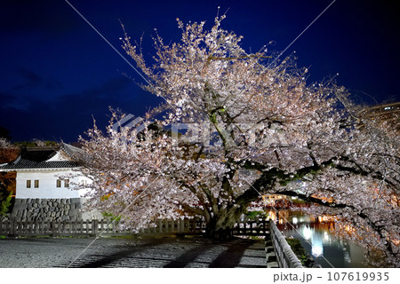 関東地方・小田原城・夜桜・妖艶な美しさを感じる馬屋曲輪のしだれ桜と隅櫓・神奈川県小田原市(5) 107619935