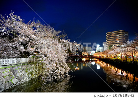 関東地方・小田原城・夜桜・馬出門土橋より眺める、妖艶な馬屋曲輪のしだれ桜・神奈川県小田原市(4) 関東地方・小田原城・夜桜・馬出門土橋より眺める、妖艶な馬屋曲輪のしだれ桜・神奈川県小田原市(4) 107619942