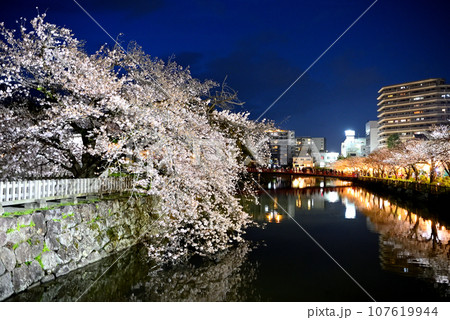関東地方・小田原城・夜桜・馬出門土橋より眺める、妖艶な馬屋曲輪のしだれ桜・神奈川県小田原市(5) 107619944
