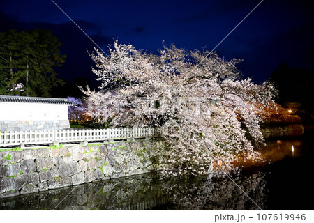 関東地方・小田原城・夜桜・馬出門土橋より眺める、妖艶な馬屋曲輪のしだれ桜・神奈川県小田原市(7) 関東地方・小田原城・夜桜・馬出門土橋より眺める、妖艶な馬屋曲輪のしだれ桜・神奈川県小田原市(7) 107619946