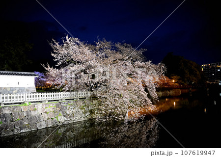 関東地方・小田原城・夜桜・馬出門土橋より眺める、妖艶な馬屋曲輪のしだれ桜・神奈川県小田原市(8) 関東地方・小田原城・夜桜・馬出門土橋より眺める、妖艶な馬屋曲輪のしだれ桜・神奈川県小田原市(8) 107619947