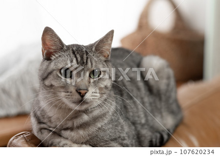 見つめる猫 サバトラ猫 見つめる猫 サバトラ猫 107620234