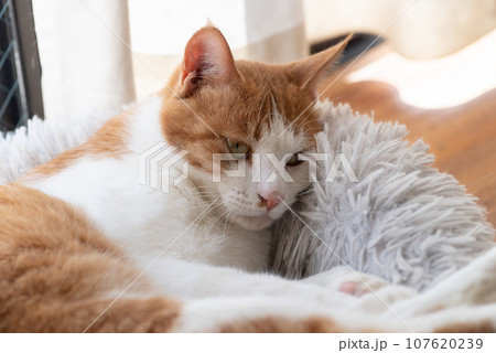 見つめる猫　茶トラ白 107620239