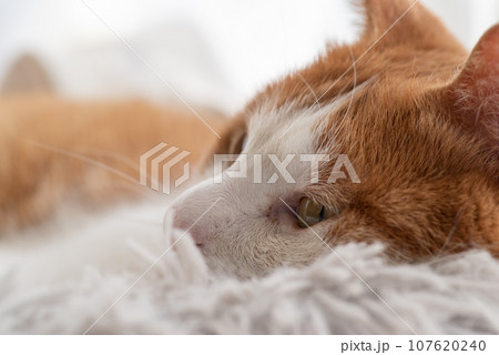 見つめる猫　茶トラ白 107620240