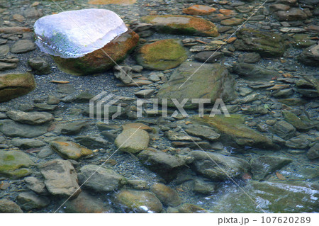 川の水が透き通っていて底石についた苔を鮎が食んでいるのが見える 107620289