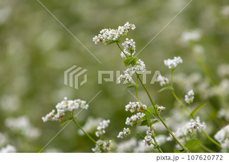 白いソバの花 白いソバの花 107620772