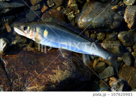 友釣りで釣った藁科川の天然アユ 友釣りで釣った藁科川の天然アユ 107620983