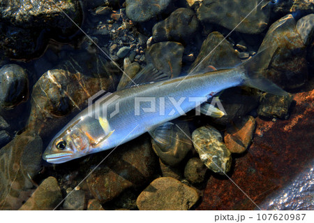 友釣りで釣った藁科川の天然アユ 友釣りで釣った藁科川の天然アユ 107620987