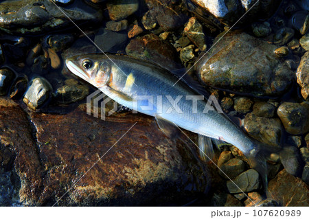 友釣りで釣った藁科川の天然アユ 友釣りで釣った藁科川の天然アユ 107620989