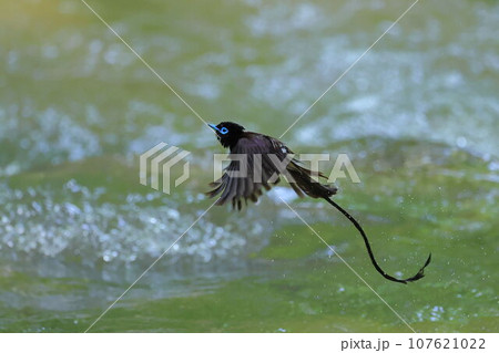水浴びから飛び上がるサンコウチョウ 107621022