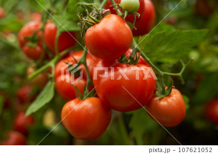 Red tomatoes on a branch in a greenhouse. Farm for growing vegetables. 107621052