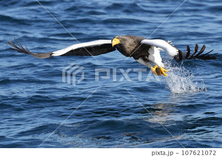 獲物を捕って舞い上がるオオワシ 獲物を捕って舞い上がるオオワシ 107621072