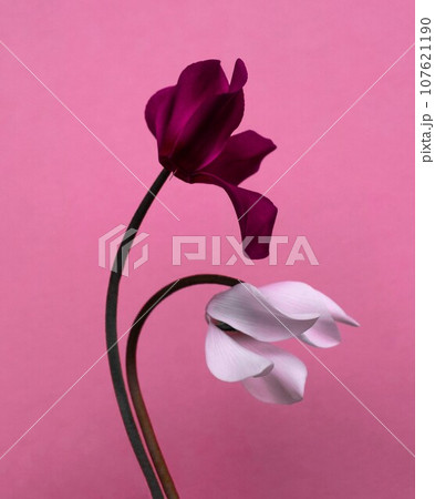 ピンクと白のシクラメンの花とピンクの背景 107621190