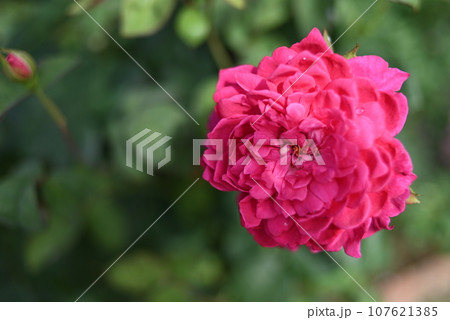 【奈良】おふさ観音の境内に咲くバラの花 107621385