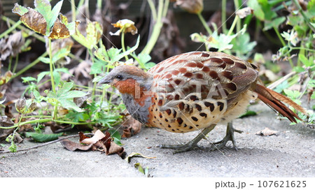 コジュケイ コジュケイ 107621625