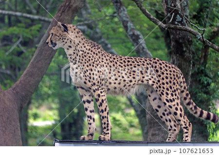 チーター 107621653