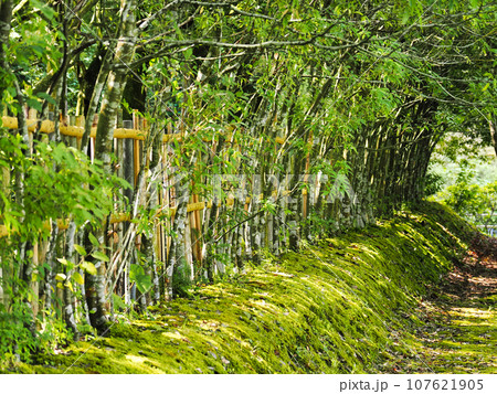 木洩れ日が美しい竹垣と木々と苔の柵の風景 木洩れ日が美しい竹垣と木々と苔の柵の風景 107621905