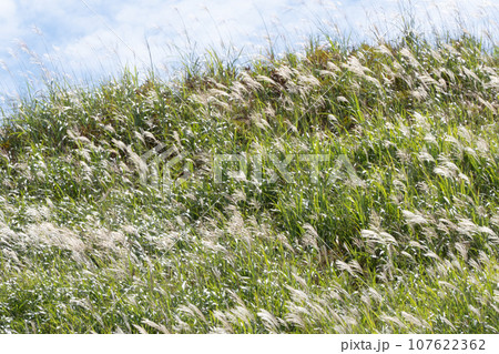 青空の下に秋風にそよぐススキの群れ 107622362