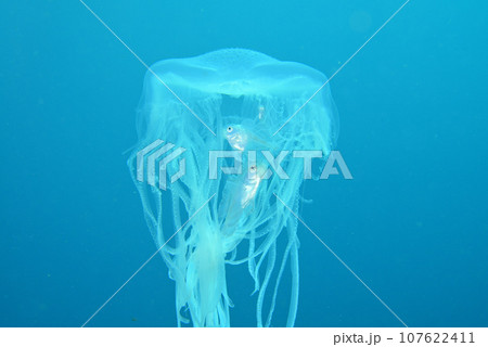 ユウレイクラゲとハナビラウオ 107622411