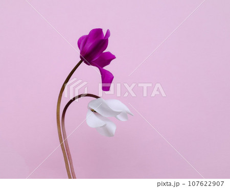 ピンクと白のシクラメンの花とピンクの背景 107622907