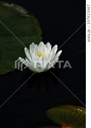 白い睡蓮 107623067