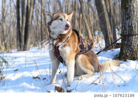 Young Siberian husky with different eyes looking away Young Siberian husky with different eyes looking away 107623186