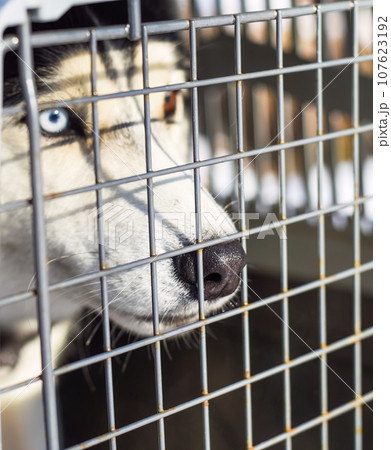 Nose of a husky dog sitting in a cage Nose of a husky dog sitting in a cage 107623192