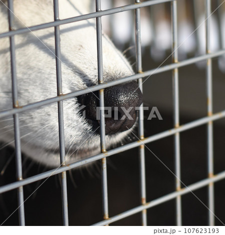 Nose of a husky dog sitting in a cage 107623193