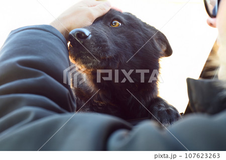 Dog's farewell to owner through car window 107623263