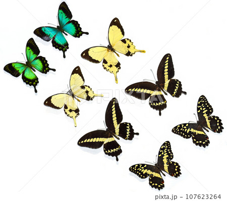 Isolated butterflies Papilio dardanus, Papilio gigon, Papilio demodocus 107623264