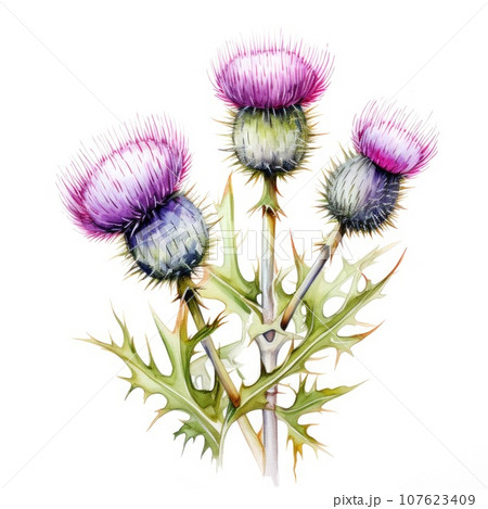 watercolor thistle illustration on a white background. watercolor thistle illustration on a white background. 107623409