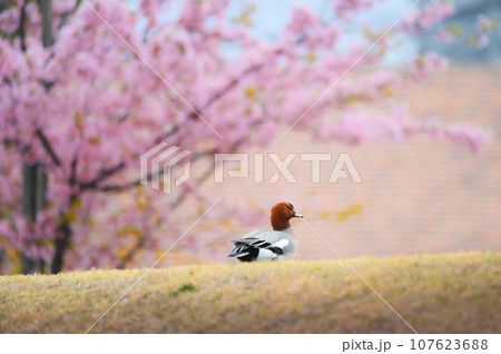 満開の桜の下を散歩する水鳥のカモ 満開の桜の下を散歩する水鳥のカモ 107623688