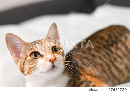 飼い主をふとした表情で見つめる三毛猫 飼い主をふとした表情で見つめる三毛猫 107623729