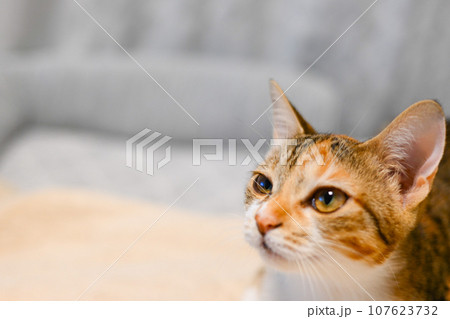 ふとした猫の表情 107623732