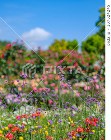 こどものくにバラ園の花たち 107624245