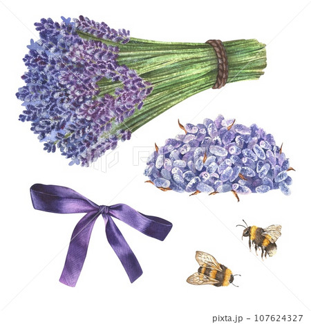 Bouquet of dried lavender and bumblebee set. Watercolor botanical illustration of purple fragrant flowers. Hand drawn clip art bundle isolated on white background. Drawing of bees and field herbs 107624327