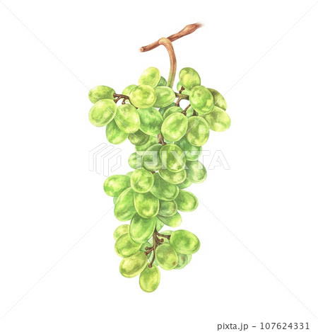 Grapes are a bunch of green berries. Watercolor botanical illustration of Vine Fruit branch. Sketch vitis isolated on white background. Hand drawn clip art for wine packaging. Drawing of berry food Grapes are a bunch of green berries. Watercolor botanical illustration of Vine Fruit branch. Sketch vitis isolated on white background. Hand drawn clip art for wine packaging. Drawing of berry food 107624331