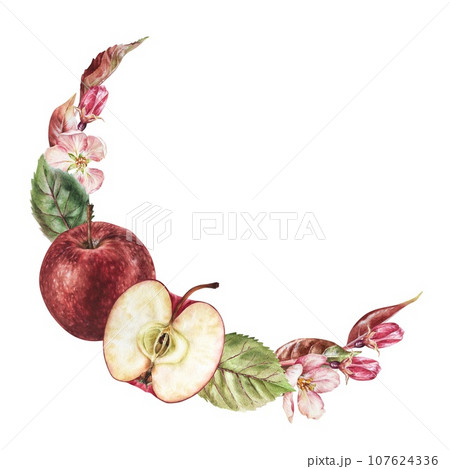 Apple Frame border. Watercolor botanical illustration of red fruit and flowers. Wreath with copy space. Hand drawn clip art food isolated on white background. Drawing sketch for printing on dishes 107624336