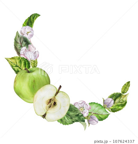 Apple Frame border. Watercolor botanical illustration of green fruit and white flowers. Wreath with copy space. Hand drawn clip art food on isolated background. Drawing sketch for printing on dishes 107624337