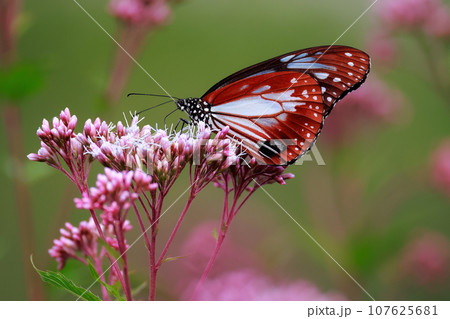 フジバカマにとまるアサギマダラ 107625681