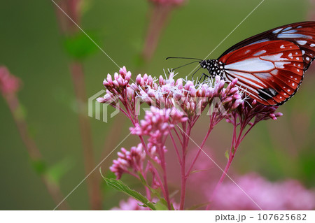 フジバカマにとまるアサギマダラ フジバカマにとまるアサギマダラ 107625682