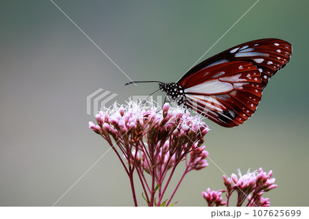 フジバカマにとまるアサギマダラ 107625699