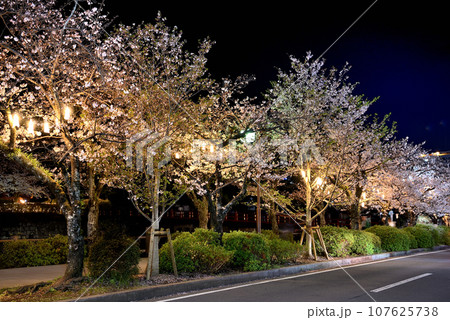 関東地方・小田原城・夜桜・お堀端通りの車道と、歩道に続く桜並木・神奈川県小田原市(1) 関東地方・小田原城・夜桜・お堀端通りの車道と、歩道に続く桜並木・神奈川県小田原市(1) 107625738