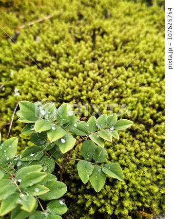苔むす 苔むす 107625754