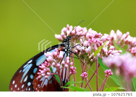フジバカマにとまるアサギマダラ 107625765