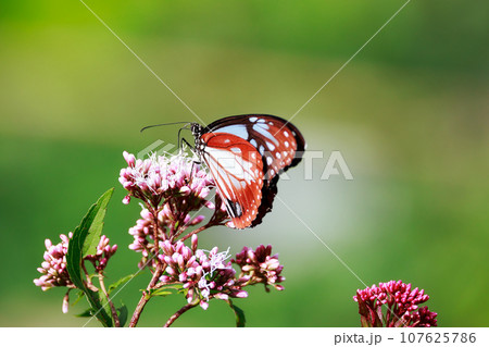 フジバカマにとまるアサギマダラ 107625786