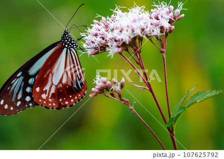 フジバカマにとまるアサギマダラ 107625792